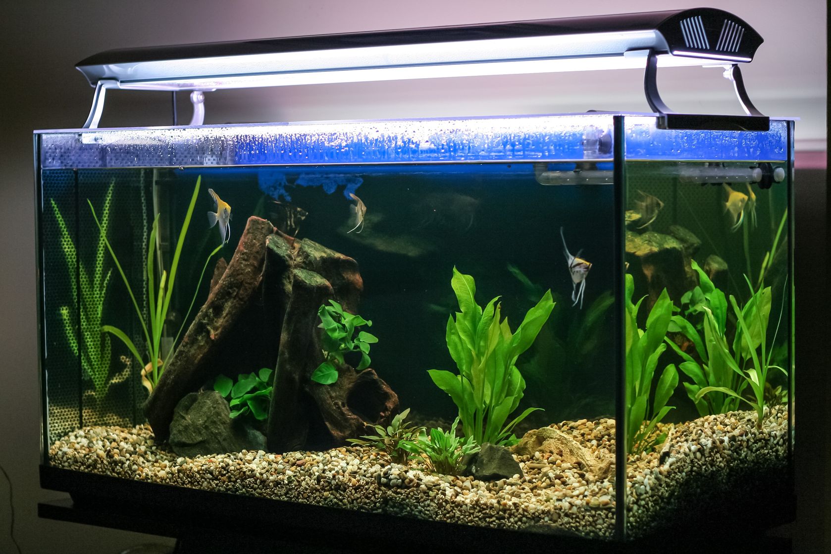 https://premierevanlines.com/wp-content/uploads/2022/02/How-to-Move-a-Fish-Tank.jpeg