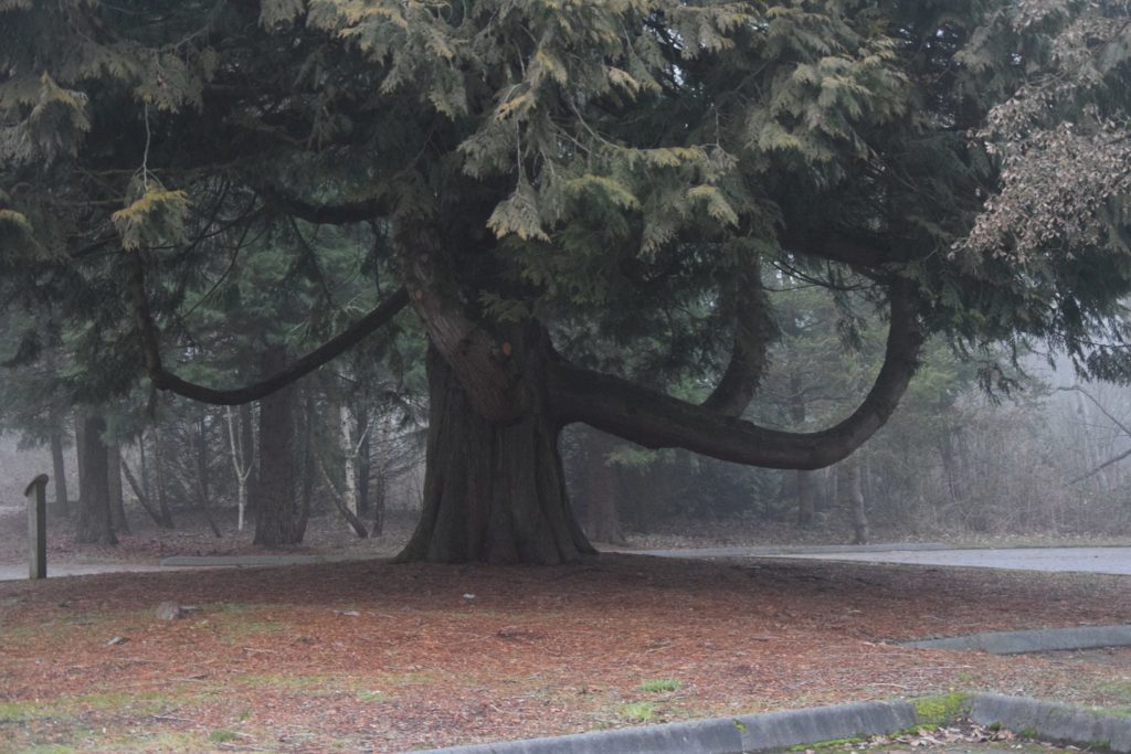 Tree in Surrey